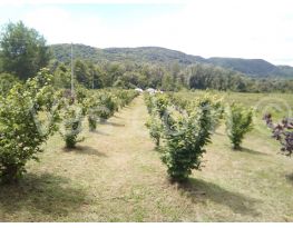 Agricultural plot, Sale, Petrinja, Taborište
